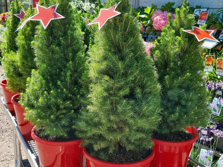 Picture of Picea glauca Christmas Star