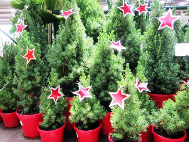 Picture of Picea glauca Christmas Star