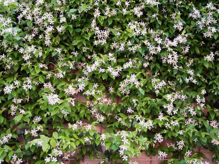 Picture of Trachelospermum jasminoides