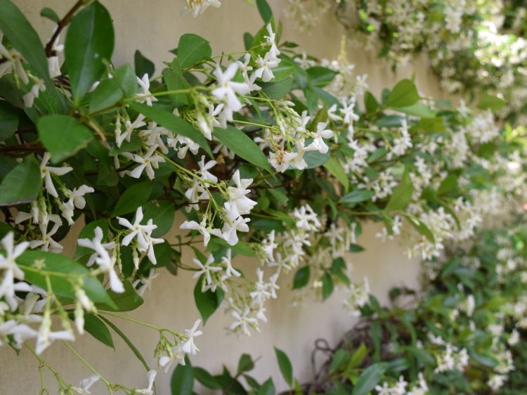 Picture of Trachelospermum jasminoides