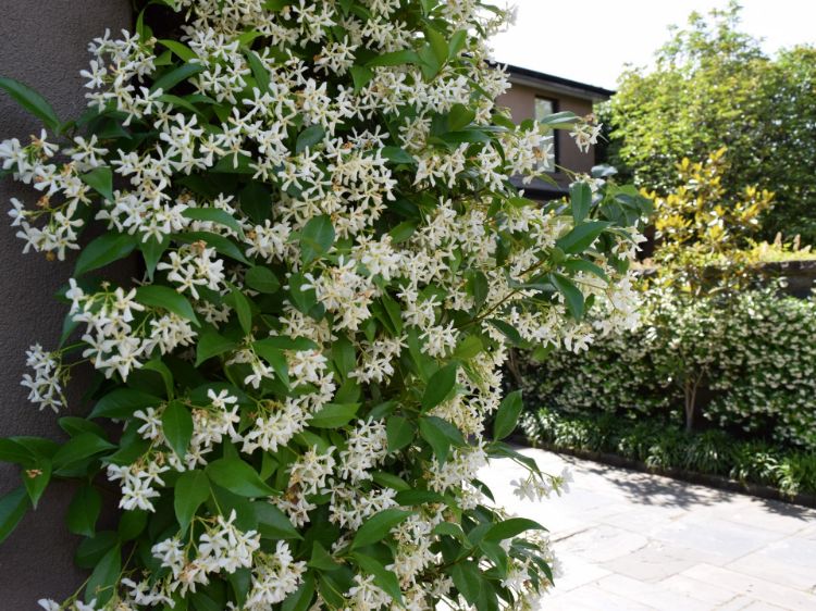 Picture of Trachelospermum jasminoides