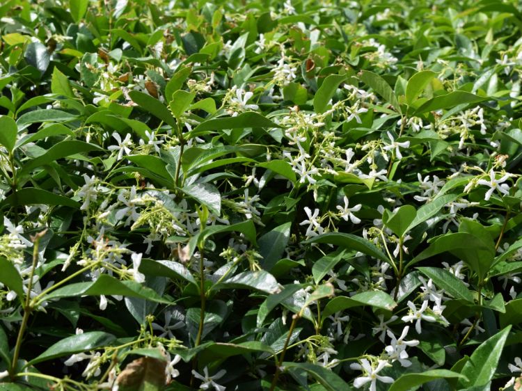 Picture of Trachelospermum jasminoides