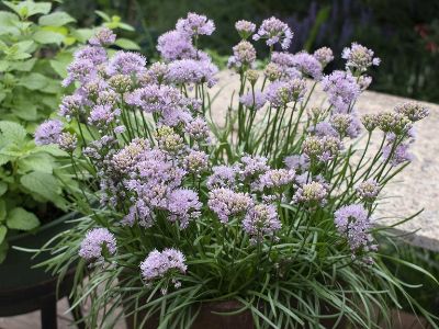 Picture of Allium hybrida Pink Pepper