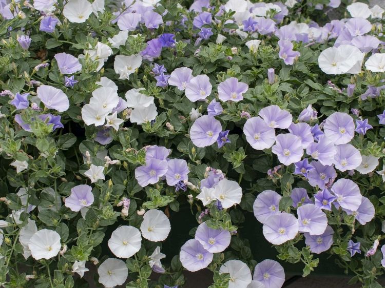 Picture of Convolvulus sabatius Two Moons