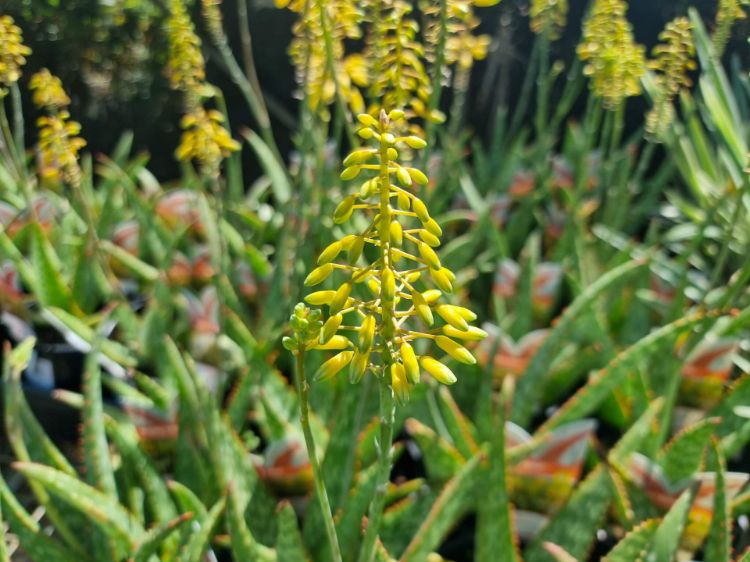 Picture of Aloe hybrida Mighty Gold PBR