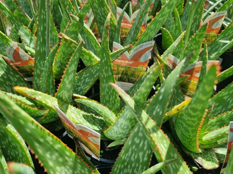 Picture of Aloe hybrida Mighty Gold PBR