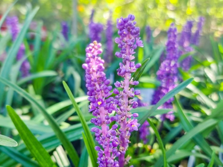 Picture of Liriope muscari Royal Purple