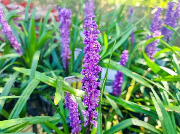 Picture of Liriope muscari Royal Purple