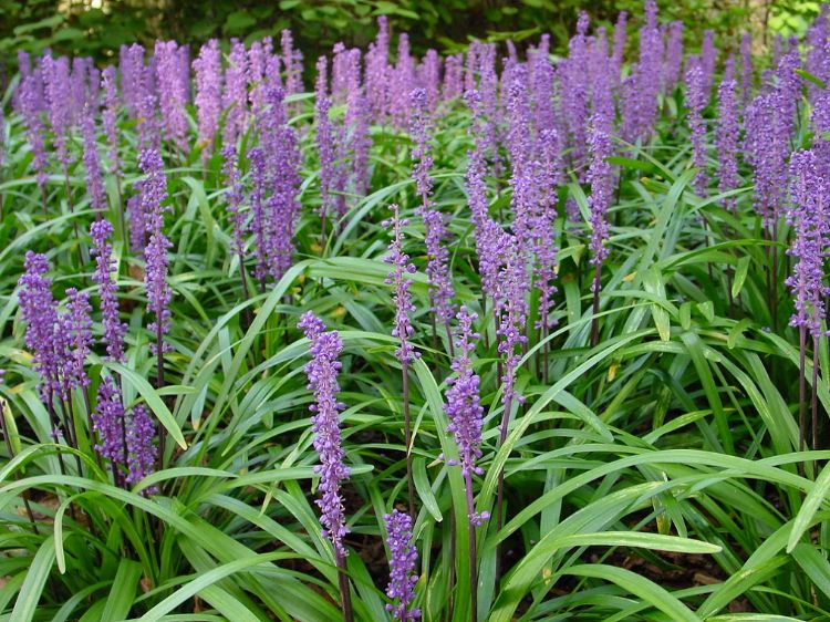 Picture of Liriope muscari Royal Purple