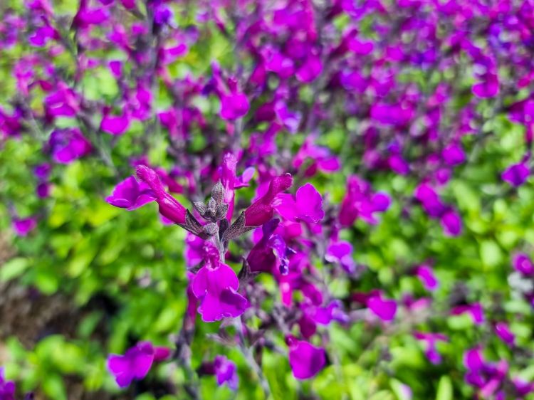 Picture of Salvia jamensis Ignition Purple