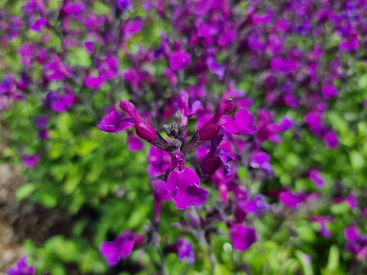 Picture of Salvia jamensis Ignition Purple