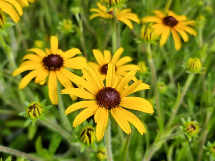 Picture of Rudbeckia fulgida American Gold Rush