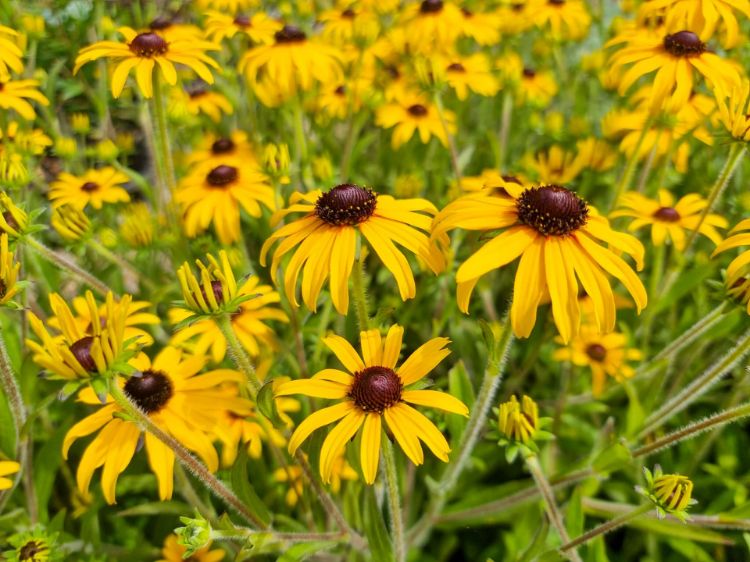 Picture of Rudbeckia fulgida American Gold Rush