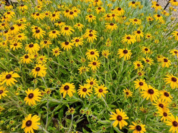 Picture of Rudbeckia fulgida American Gold Rush