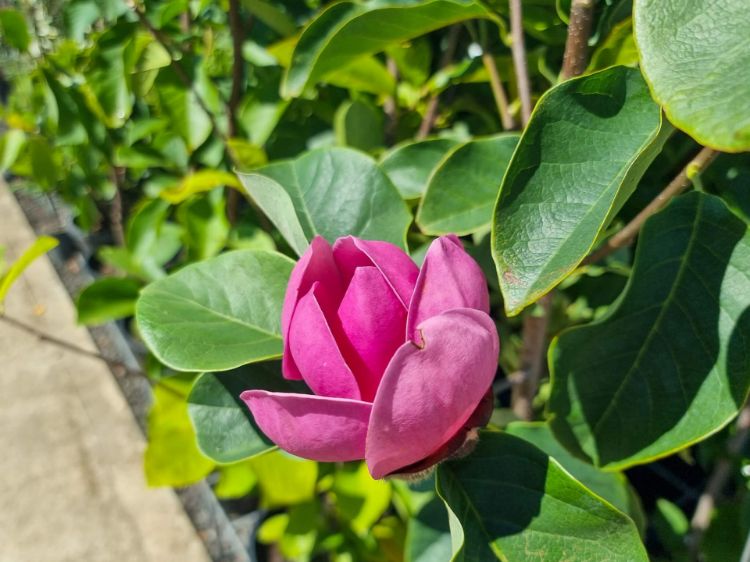 Picture of Magnolia soulangeana Black Tulip