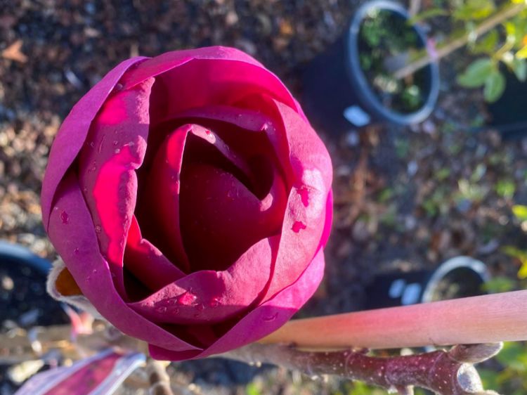 Picture of Magnolia soulangeana Black Tulip