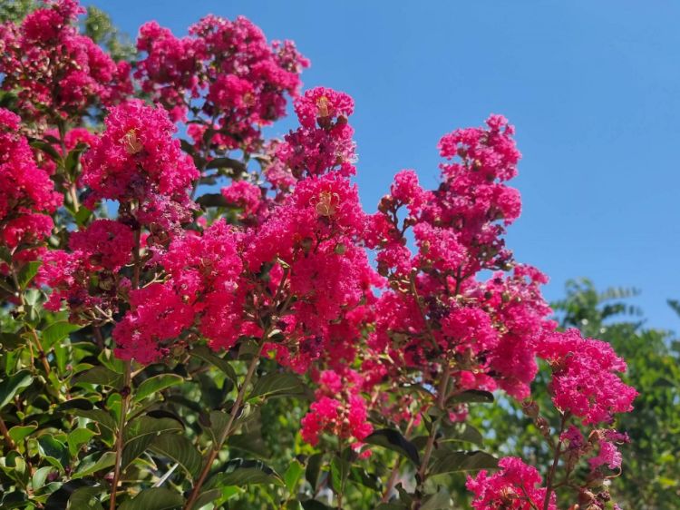 Picture of Lagerstroemia indica fauriei Tuscarora