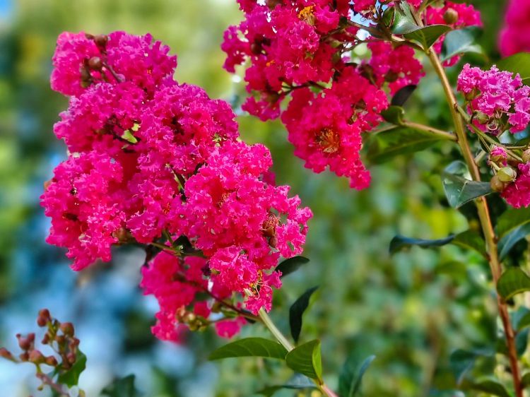 Picture of Lagerstroemia indica fauriei Tuscarora