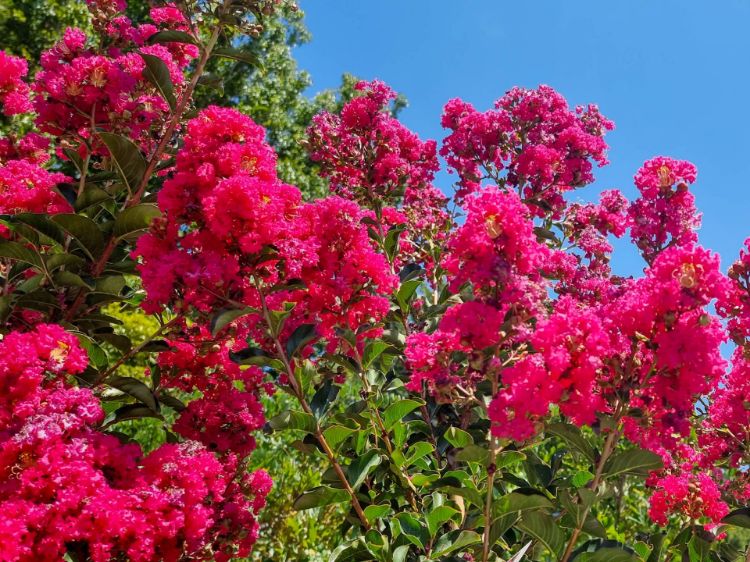 Picture of Lagerstroemia indica fauriei Tuscarora