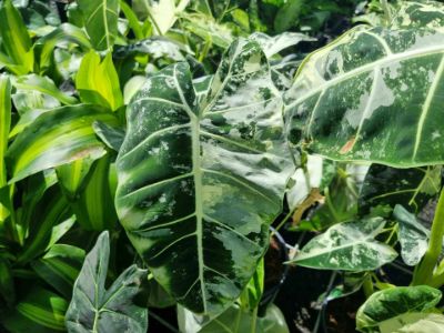 Alocasia micholitziana Frydek Variegata. Common name - Variegated Green Velvet