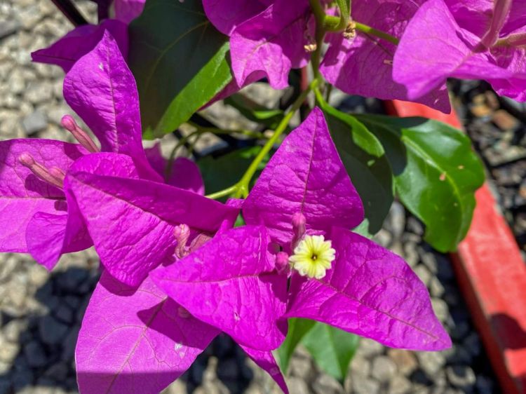 Picture of Bougainvillea glabra Magnifica Traillii
