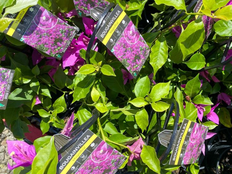 Picture of Bougainvillea glabra Magnifica Traillii