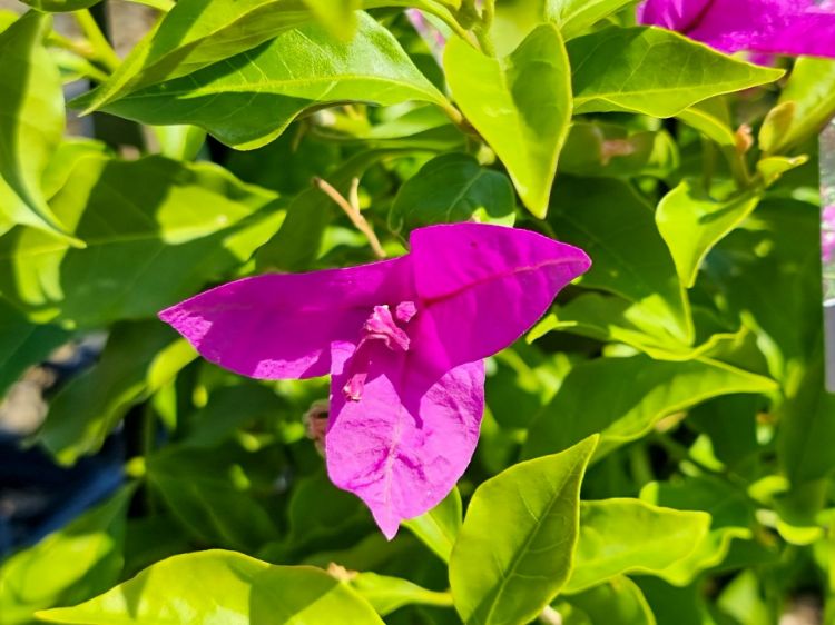 Picture of Bougainvillea glabra Magnifica Traillii