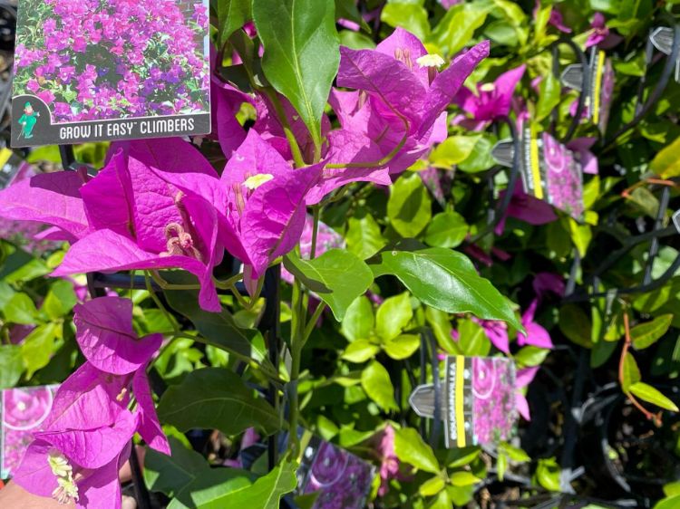 Picture of Bougainvillea glabra Magnifica Traillii