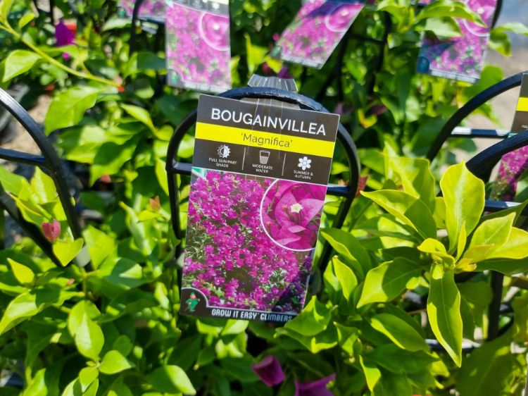 Picture of Bougainvillea glabra Magnifica Traillii