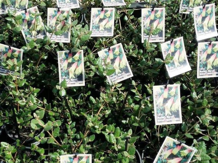 Picture of Correa reflexa backhousiana Marians Marvel