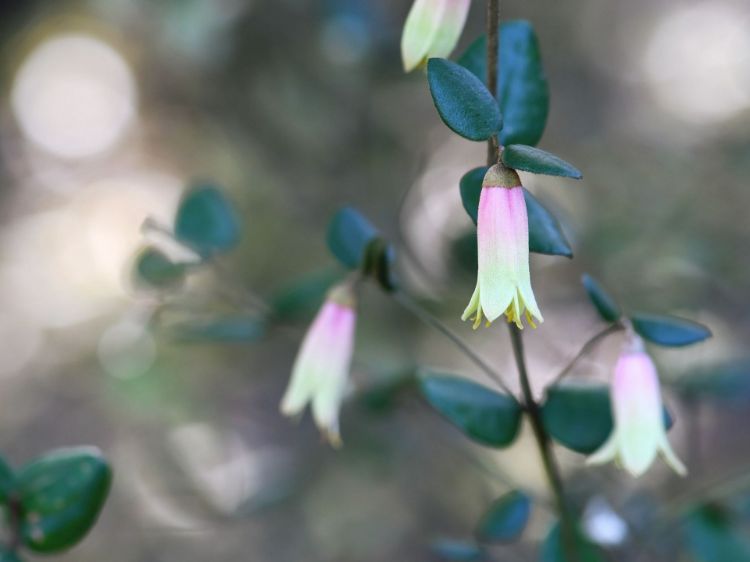 Picture of Correa reflexa backhousiana Marians Marvel
