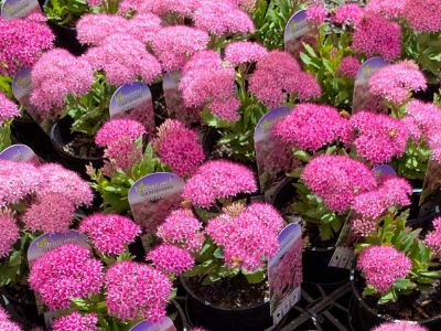 Sedum erythrostictum Rock Star. Common name - Garden Stonecrop
