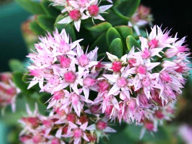 Picture of Sedum spectabile Pure Joy