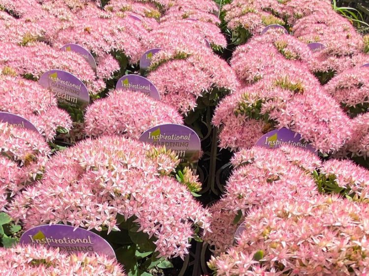 Picture of Sedum spectabile Pure Joy