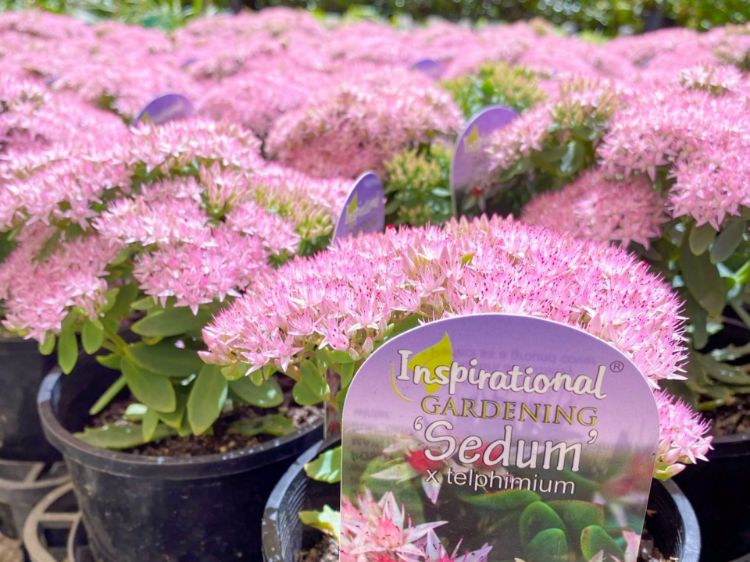 Picture of Sedum spectabile Pure Joy