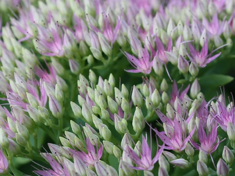 Picture of Sedum spectabile Pure Joy