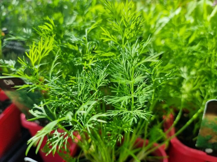 Picture of Anethum graveolens