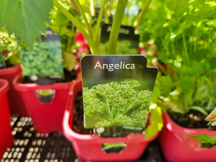 Picture of Angelica archangelica
