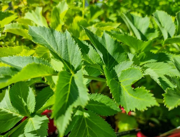 Picture of Angelica archangelica