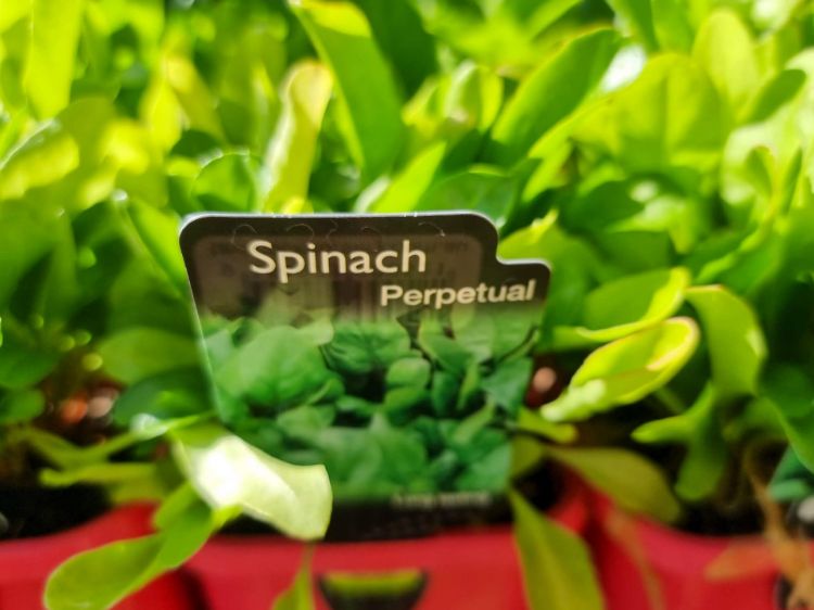 Picture of Beta vulgaris vulgaris