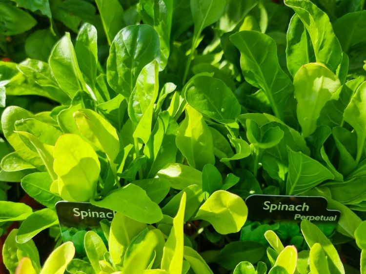 Picture of Beta vulgaris vulgaris