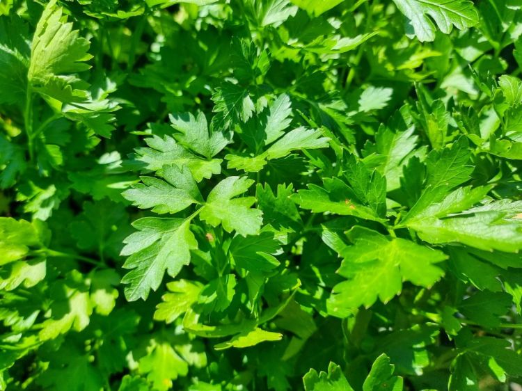 Picture of Petroselinum crispum neapolitanum