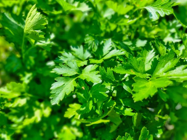 Picture of Petroselinum crispum neapolitanum