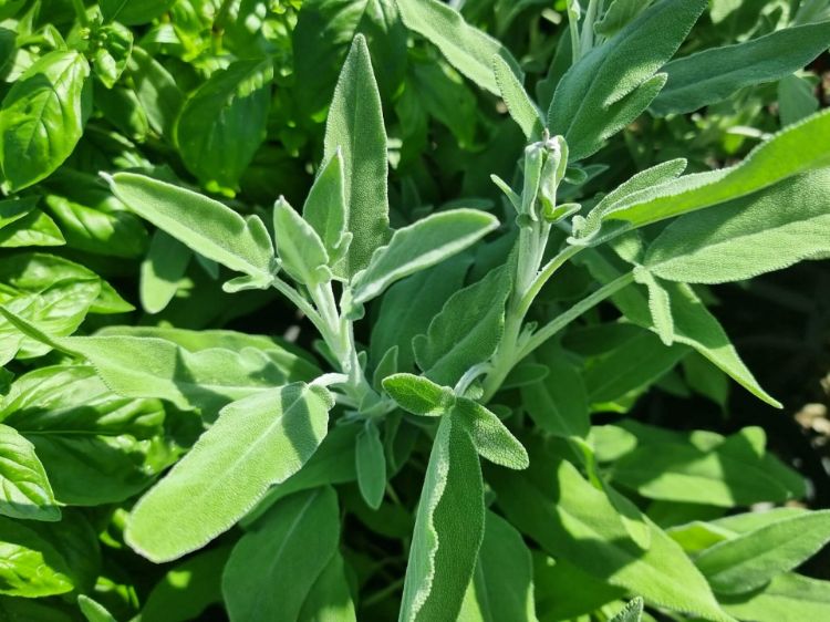 Picture of Salvia officinalis