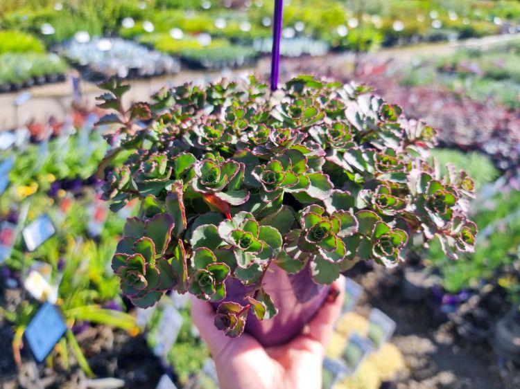 Picture of Sedum spurium Chocolate Blob