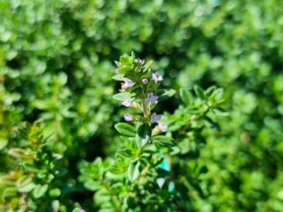 Picture of Thymus citriodorus