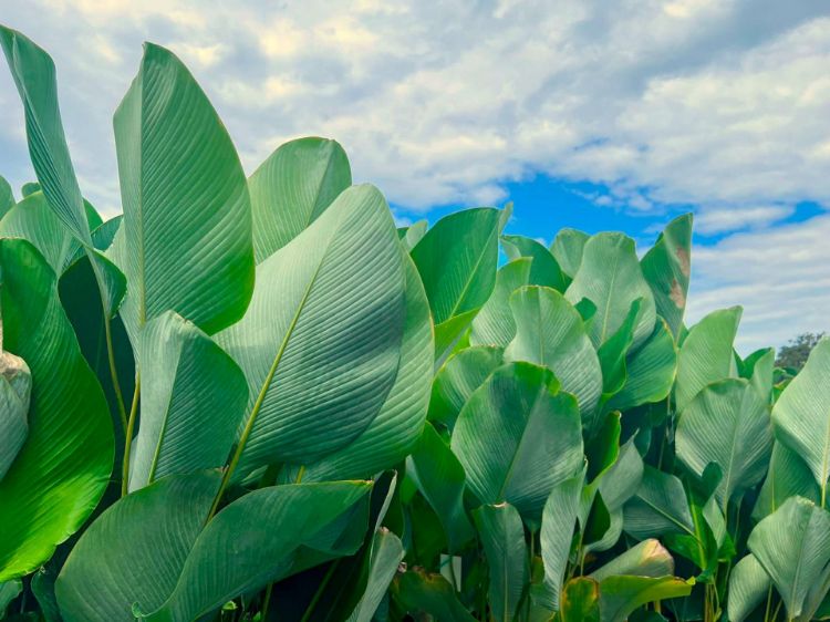 Picture of Calathea lutea