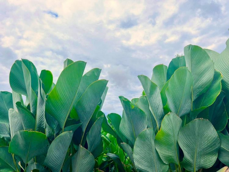 Picture of Calathea lutea