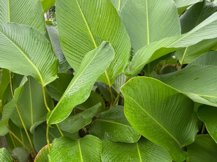 Picture of Calathea lutea