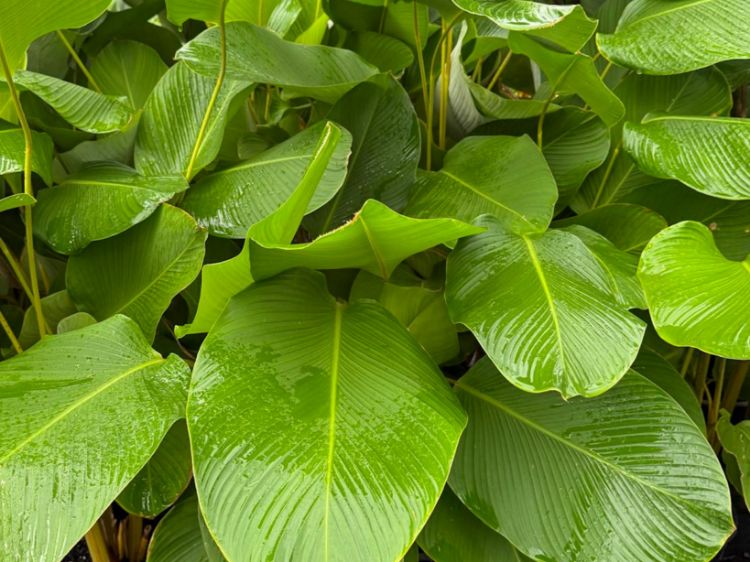 Picture of Calathea lutea